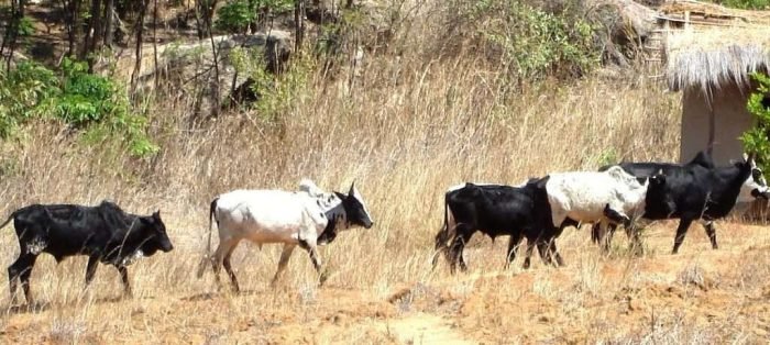 4353631968_7888497552_k